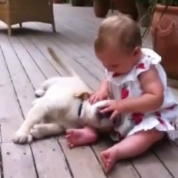 Un pui de cățel Golden Retrive și un bebeluș